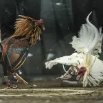 Đá Gà Trực Tiếp C3 Là Gì